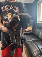 Girl 1, a female German Shepherd Dog for sale in Detroit, MI – 1 of 2