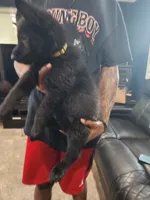 Girl 1, a female German Shepherd Dog for sale in Detroit, MI – 2 of 2