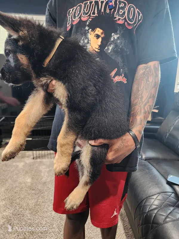 Boy 1 – German Shepherd Dog puppy for sale in Detroit, MI