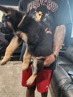 Boy 1, a male German Shepherd Dog for sale in Detroit, MI – 1 of 2