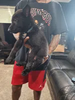 Boy 1, a male German Shepherd Dog for sale in Detroit, MI – 2 of 2