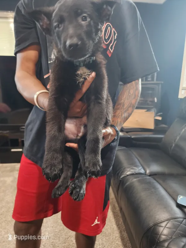 Boy 1 – German Shepherd Dog puppy for sale in Detroit, MI