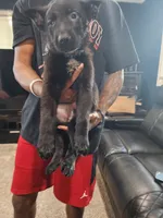 Boy 1, a male German Shepherd Dog for sale in Detroit, MI – 1 of 2