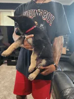Girl 2, a female German Shepherd Dog for sale in Detroit, MI – 2 of 2