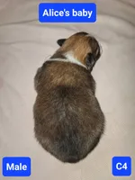 C1, a male Pomeranian for sale in Odessa, TX – 4 of 4