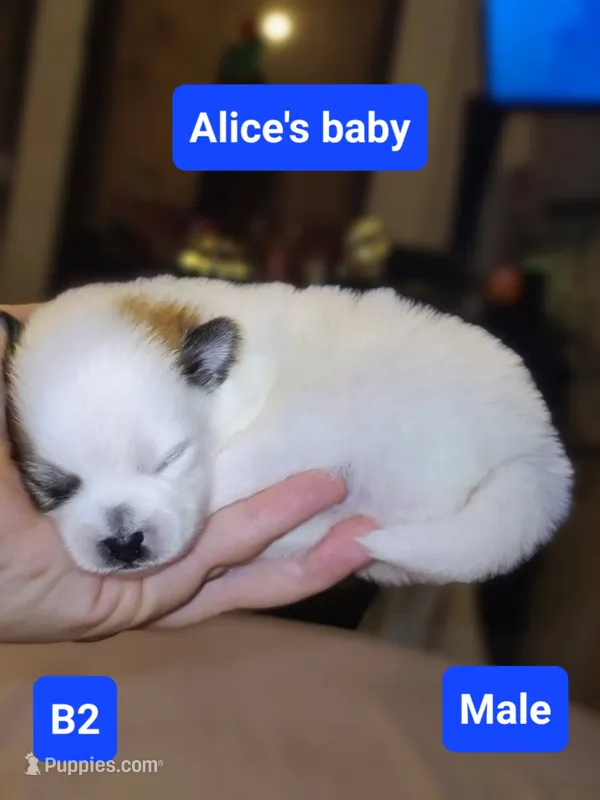 A1 puppy Pomeranian – Pomeranian puppy for sale in Odessa, TX