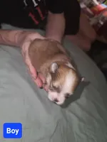 Butterfingers, a male Pomeranian for sale in Odessa, TX – Photo 5 of 8