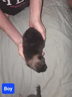 Coco Pomeranian, a male Pomeranian for sale in Odessa, TX – Photo 3 of 7