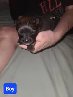 Coco Pomeranian, a male Pomeranian for sale in Odessa, TX – Photo 2 of 7