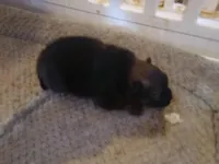 Coco Pomeranian, a male Pomeranian for sale in Odessa, TX – Photo 4 of 7