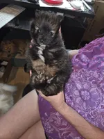 Coco Pomeranian, a male Pomeranian for sale in Odessa, TX – Photo 1 of 7