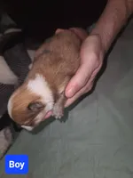 Butterfingers, a male Pomeranian for sale in Odessa, TX – Photo 4 of 8