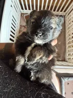 Coco Pomeranian, a male Pomeranian for sale in Odessa, TX – Photo 5 of 7