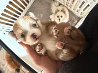 Butterfingers, a male Pomeranian for sale in Odessa, TX – Photo 2 of 8