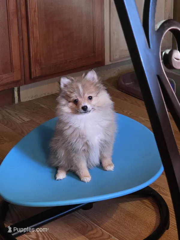 Butterfinger Pomeranian – Pomeranian puppy for sale in Odessa, TX