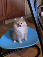 Butterfinger Pomeranian, a male Pomeranian for sale in Odessa, TX – 1 of 4