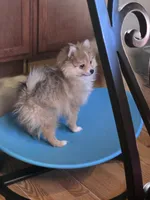 Butterfinger Pomeranian, a male Pomeranian for sale in Odessa, TX – 2 of 4
