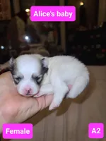 A1 puppy Pomeranian, a female Pomeranian for sale in Odessa, TX – 1 of 3