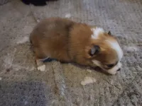 Butterfingers, a male Pomeranian for sale in Odessa, TX – Photo 6 of 8