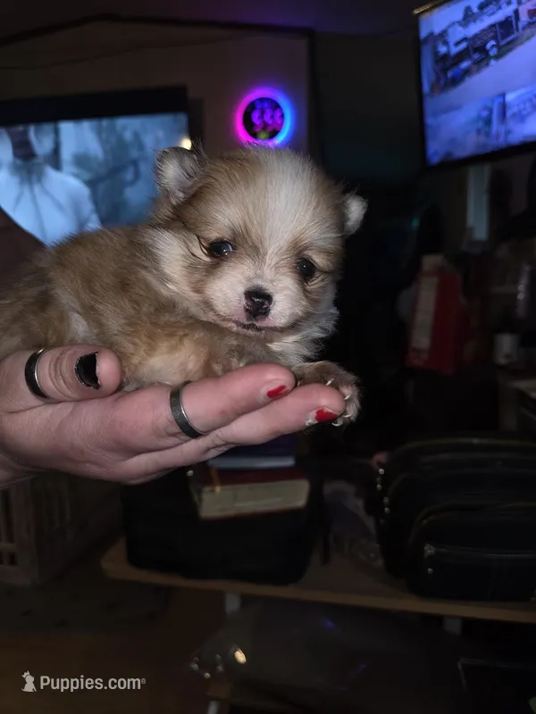 Butterfingers – Pomeranian puppy for sale in Odessa, TX