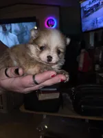 Butterfingers, a male Pomeranian for sale in Odessa, TX – Photo 1 of 8