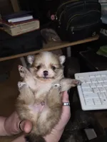 Butterfingers, a male Pomeranian for sale in Odessa, TX – Photo 3 of 8