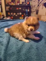 Male puppy Pomeranian, a male Pomeranian for sale in Odessa, TX – 2 of 5
