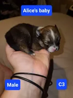 C1, a male Pomeranian for sale in Odessa, TX – 1 of 4
