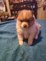Male puppy Pomeranian, a male Pomeranian for sale in Odessa, TX – 1 of 5
