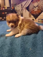 Male puppy Pomeranian, a male Pomeranian for sale in Odessa, TX – 3 of 5