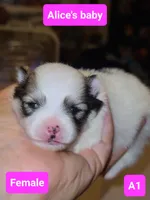A1 puppy Pomeranian, a female Pomeranian for sale in Odessa, TX – 2 of 3
