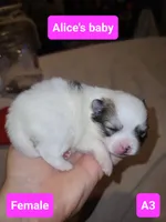 A1 puppy Pomeranian, a female Pomeranian for sale in Odessa, TX – 3 of 3