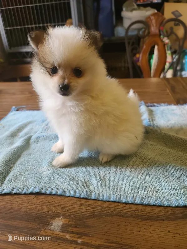 A1 puppy Pomeranian – Pomeranian puppy for sale in Odessa, TX