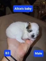 B1 Pomeranian puppy, a male Pomeranian for sale in Odessa, TX – 4 of 4
