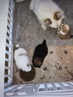 Panda Pomeranian, a female Pomeranian for sale in Odessa, TX – Photo 8 of 8