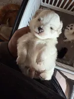 Panda Pomeranian, a female Pomeranian for sale in Odessa, TX – Photo 3 of 8