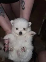 Panda Pomeranian, a female Pomeranian for sale in Odessa, TX – Photo 4 of 8