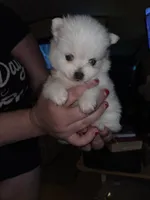 Panda Pomeranian, a female Pomeranian for sale in Odessa, TX – Photo 2 of 8