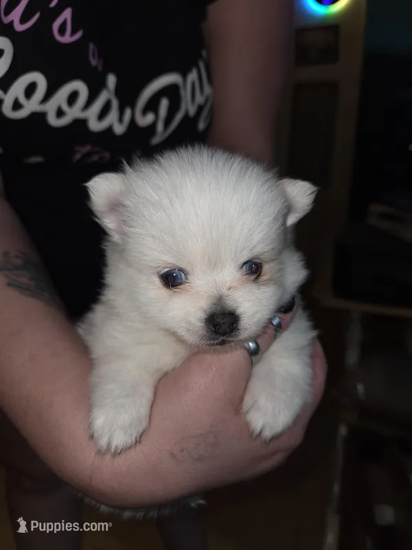 Panda Pomeranian – Pomeranian puppy for sale in Odessa, TX