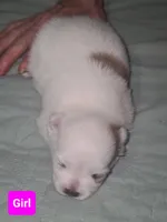 Panda Pomeranian, a female Pomeranian for sale in Odessa, TX – Photo 6 of 8