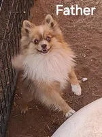 Panda Pomeranian, a female Pomeranian for sale in Odessa, TX – Photo 7 of 8