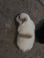 Panda Pomeranian, a female Pomeranian for sale in Odessa, TX – Photo 5 of 8