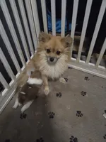 Male puppy Pomeranian, a male Pomeranian for sale in Odessa, TX – 5 of 5