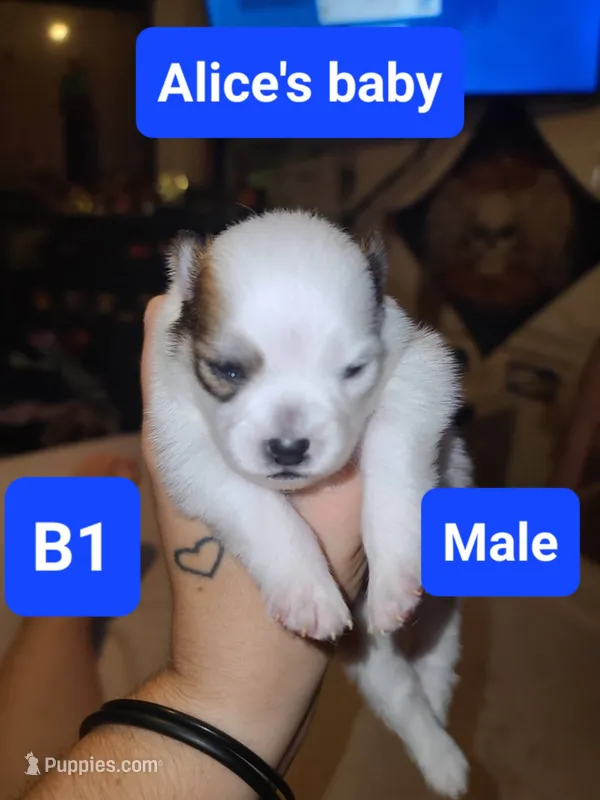 B1 Pomeranian puppy – Pomeranian puppy for sale in Odessa, TX