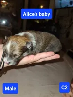 C1, a male Pomeranian for sale in Odessa, TX – 2 of 4