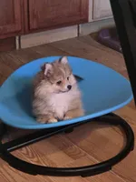 Butterfinger Pomeranian, a male Pomeranian for sale in Odessa, TX – 3 of 4