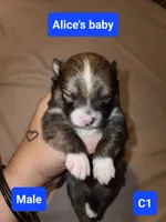 C1, a male Pomeranian for sale in Odessa, TX – 3 of 4