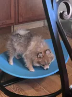 Butterfinger Pomeranian, a male Pomeranian for sale in Odessa, TX – 4 of 4