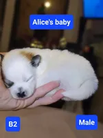 B1 Pomeranian puppy, a male Pomeranian for sale in Odessa, TX – 2 of 4