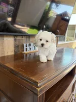 Junior , a male Maltese for sale in Riverside, CA – 1 of 3